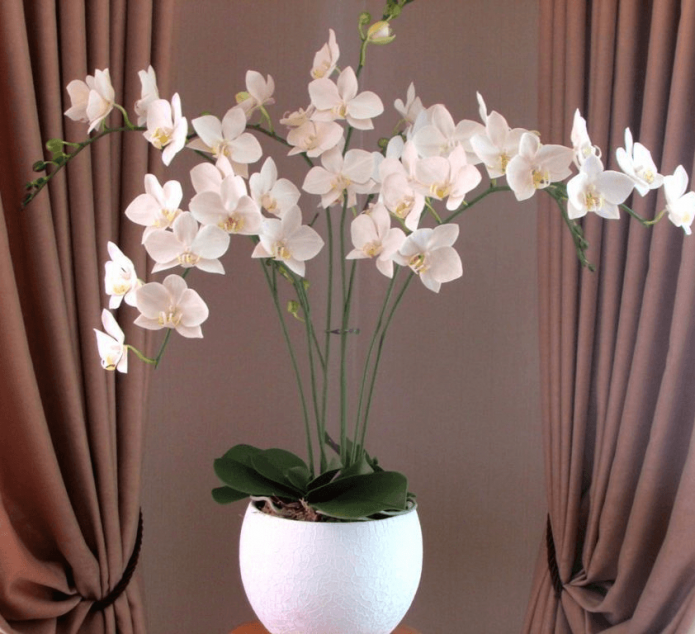красивая орхидея в горшке