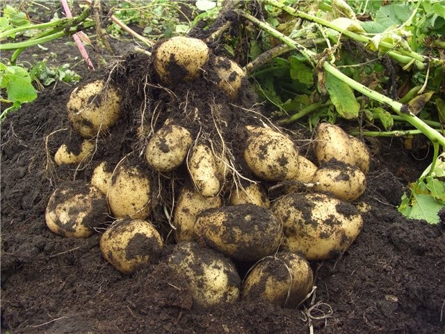 Благодаря бобовым картофель урождается более крупным