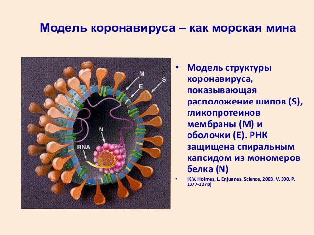 Внешний вид и строение коронавируса