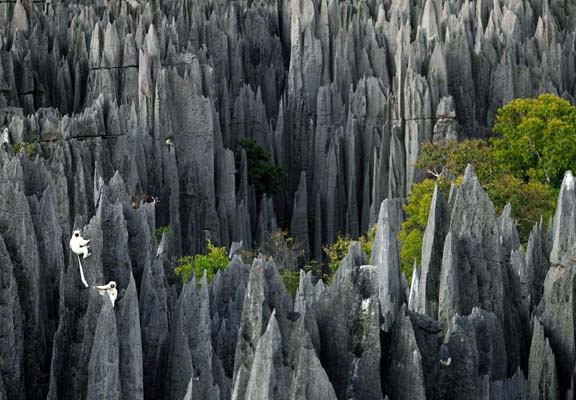 Удивительная планета: каменный лес