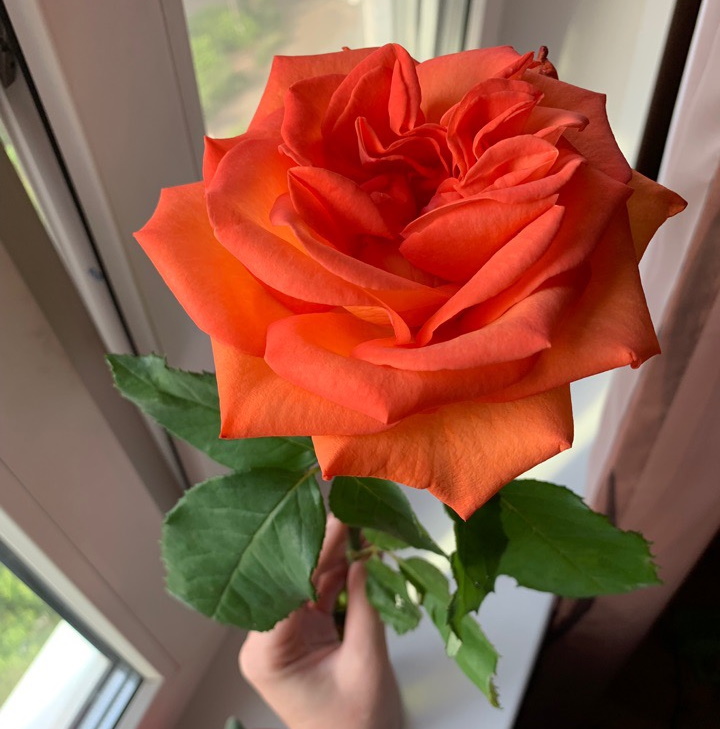 Оранжевая роза - символ любви и страсти. Собственный архив.