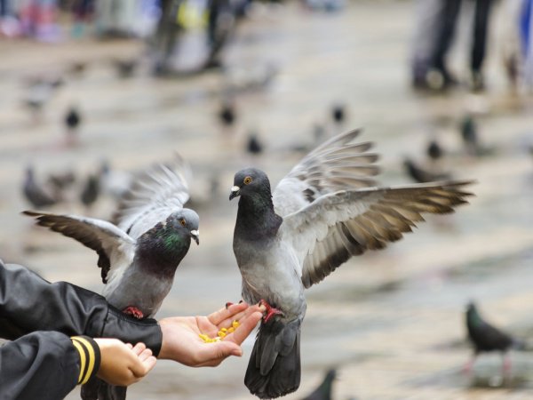 Человек кормит голубей