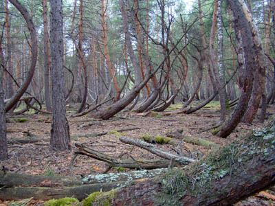 Загадочные места России: танцующий лес под Рязанью