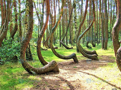 Загадочные места России: танцующий лес под Рязанью