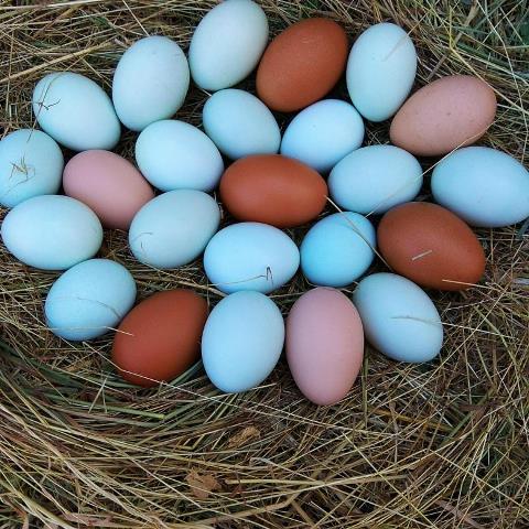 Цвет куриных яиц