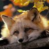 Red-Fox