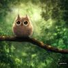 funny-owl