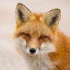 sly-fox
