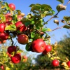 Как привить яблоню осенью