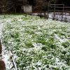 Огород уходит в зиму под сидератами