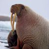 Интересные факты о моржах