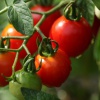 Как правильно проходит посадка томатов