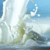 Причины скисания молока