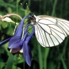 Бабочка-боярышница: методы борьбы