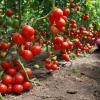 Как вырастить хороший урожай помидоров в теплице