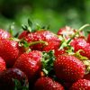 Клубника - одна из самых популярных отечественных ягод 