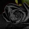 Есть ли черные розы