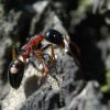 Как избавиться от муравьев: несколько способов