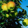 Яблоки и их польза в похудении