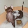 Как помыть кошку в ванне