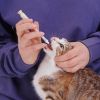 Как давать лекарства кошкам и котам
