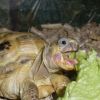 Чем нельзя кормить черепах