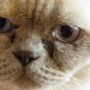 Почему у кошек могут слезиться глаза