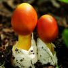 Как опознать цезарский гриб или Amanita caesarea