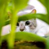 Кошка прячется в траве, готовясь к очередной перебежке