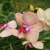 Орхидея - лучший подарок для любимой 