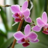 Правильная пересадка орхидеи