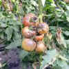 Чем лечить фитофтороз томатов