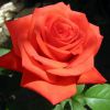 Как слепить из пластилина красивую розу