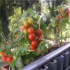 Ранние сорта томатов для балконов и домашних огородов