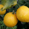 Уникальный лимон