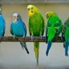 Как ухаживать за попугайчиками
