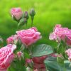 Посадка и обрезка роз весной: правила и нюансы