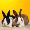Преимущества вольерного содержания кроликов