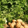 Советы по выращиванию картофеля