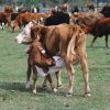 Лечение домашнего скота травами