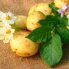 Как прорастить картофель для посадки