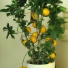 Как вырастить лимон в домашних условиях