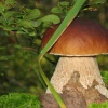 Как вырастить белые грибы на своей даче