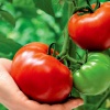 Как защитить томаты от фитофторы