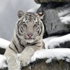 Где обитают белые тигры