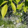 Почему даже небольшой дождь гораздо эффективнее любого искусственного полива?