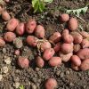 Способы размножения картофеля