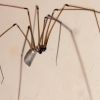Способы избавления от пауков в квартире