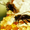 Лечебные свойства продуктов пчеловодства