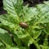Как защитить картофель от колорадского жука